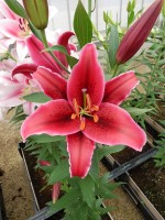 [5541 PO44 Arctic Snow No02.JPG]